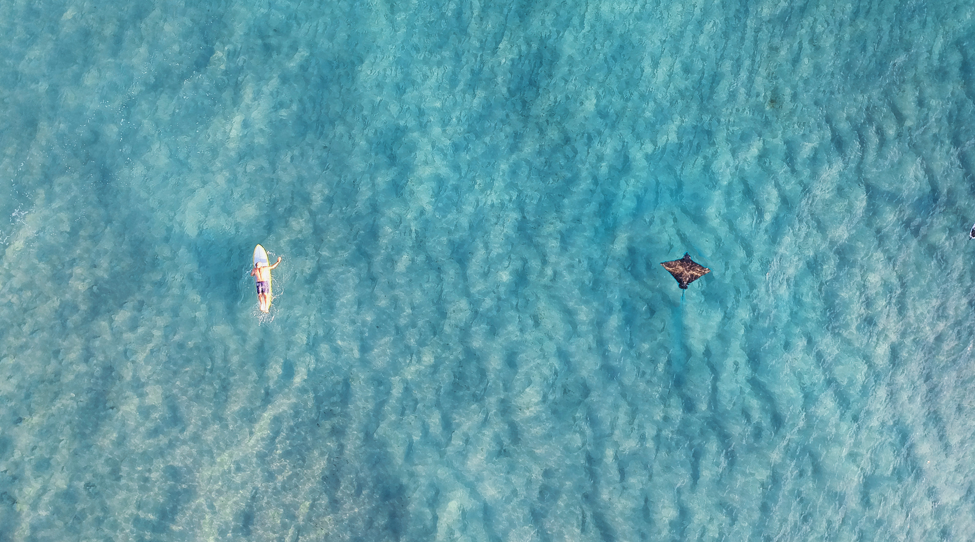 Paddle boarding with a manta ray