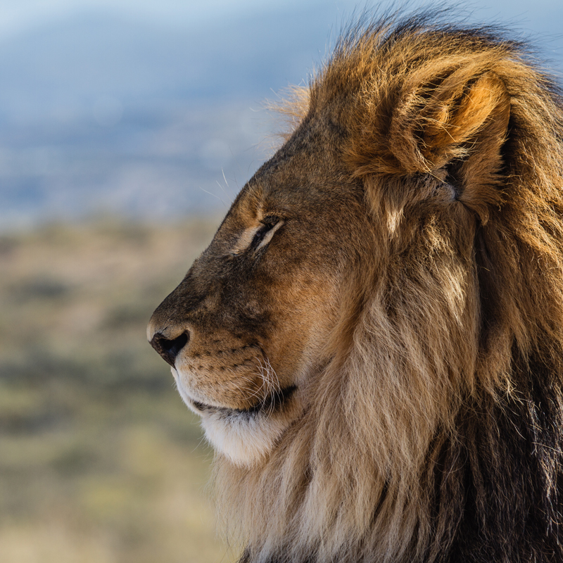 Image of Lion at Sabi Sands